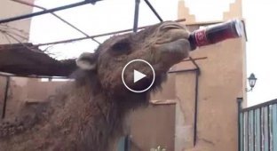 Верблюд пьет кока-колу