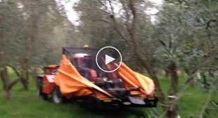 Удивительная машина для сбора урожая на оливковой ферме