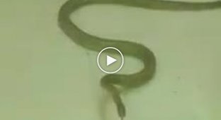 В Индии змея залезла в банкомат