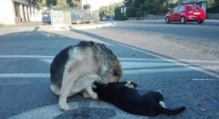 Дружба двух собак тронула сердца людей по всему миру (6 фото)