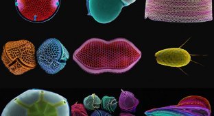 Диатомовые водоросли: Микрофотографии Пола Харгривза и Фэй Дарлинг (16 фото)