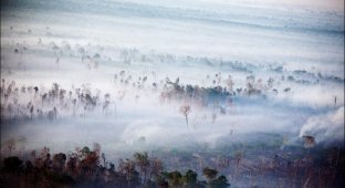 Исчезающие леса (16 фото)