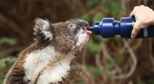 Австралийцы поят и поливают коал водой, чтобы помочь им пережить рождественскую жару (7 фото)