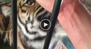 Тигр покусывает руку мужчины