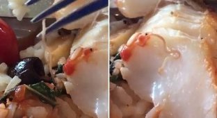 В дорогом ресторане посетителям подсунули рыбу с червяками (2 фото + 2 видео)