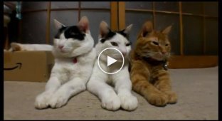 Архив. Три самых не возмутительных кота