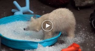 Белый медвежонок наслаждается ледяной ванной   