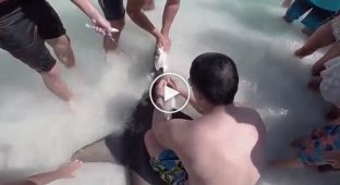 Мужчина заметил во рту акулы нечто инородное… Он тут же вытащил ее на берег, чтобы помочь!