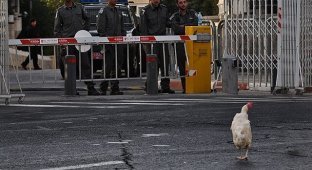 Ливанская курица сбежала в Израиль и попросила политическое убежище (1 фото)