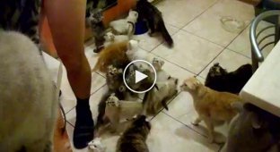 Квартира полна кошек