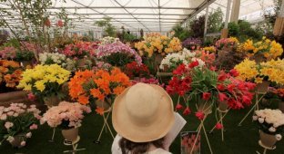 Королевская выставка цветов в Челси (24 фото)