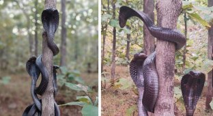 Необыкновенное зрелище: в Индии сразу три королевские кобры обвились вокруг дерева (4 фото + 1 видео)