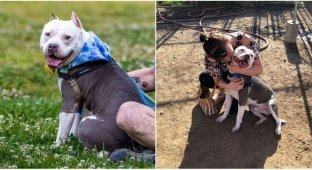 Собака воссоединилась со своей хозяйкой спустя три года после пропажи (7 фото)