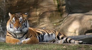 10 интересных фактов о тиграх (11 фото)