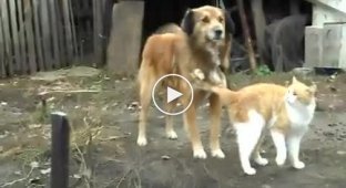 Настоящая дружба кота и собаки