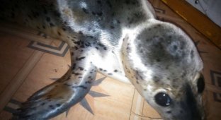 На Сахалине после селфи, травли собаками и избиения палками умер детеныш ларги (2 фото)