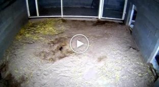 Хитрые гиены из зоопарка в Мексике нашли способ съесть палец глупого человека