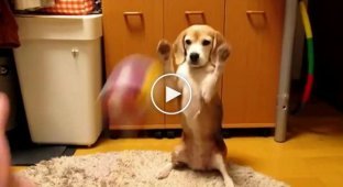 Собака ловит мяч