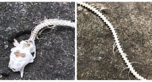Гид наткнулся на жуткий скелет змеи, лишенный плоти. Как думаете, кто подчистую объел труп? (3 фото)