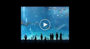 Очень большой, красивый аквариум, с редшайшими акулами