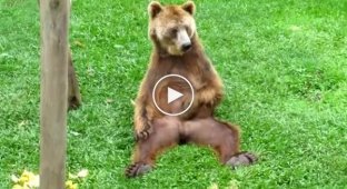 Медведь и мужское удовольствие