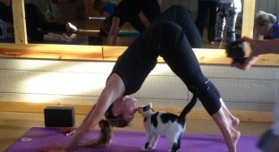 Йога с котами: студия йоги, которая помогает бездомным кошкам найти новый дом (7 фото)