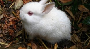 Милые кролики (30 фото)