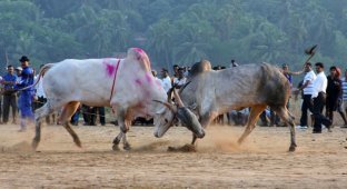 Бои быков в Индии (15 фото)