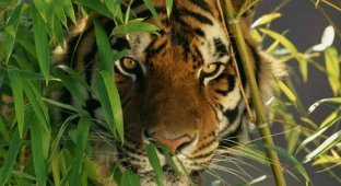 Почему яркая шерсть не мешает тиграм охотиться? (3 фото)