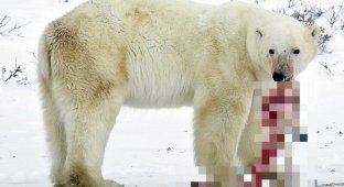 Белые медведи в Арктике поедают друг друга (3 фото)