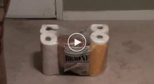 Убежище в упаковке туалетной бумаги