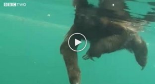 Ленивец в воде