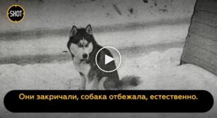 Стая одичавших собак чуть не загрызла мальчика в Челябинске