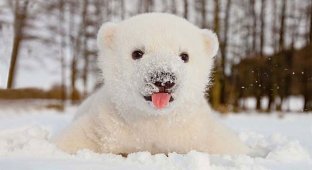 Первый снег в жизни животных (55 фото)