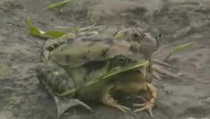 Трех главая жаба
