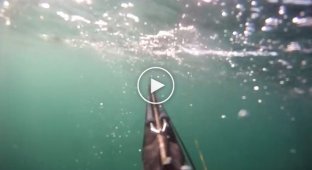 Дайвер отбился от акулы ружьём во время подводной охоты