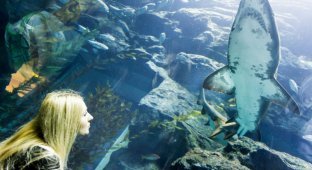 Дубайский аквариум (20 фото)