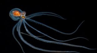 Чем меньше существо, тем оно причудливее: Фотограф показал, как выглядят необычные обитатели морских глубин (19 фото)