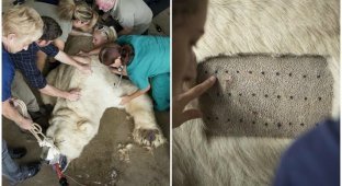 Команда ветеринаров провела на белом медведе 50 тестов на аллергию (8 фото)