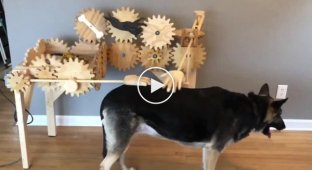 Изобретатель сконструировал для своих собак автоматическую чесалку