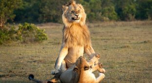 Рык любви: брачные игры львов в заповеднике Масаи-Мара (8 фото)