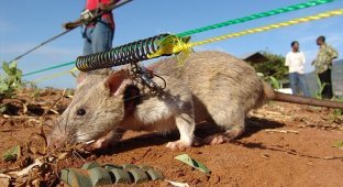 Почему крысы лучше ищут мины, чем собаки (4 фото)