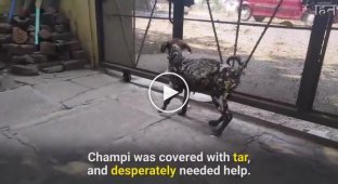 Спасение собаки, которая была покрыта смолой и приклеилась к тротуару