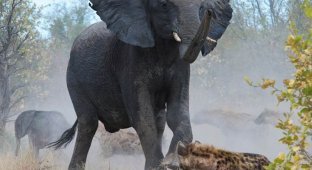 Слониха отбила у гиен своего малыша (7 фото)