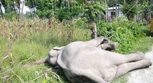 Как индийцы автокраном таскали дохлого слона по деревне (4 фото)