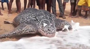 Кожистая черепаха возвращается в океан