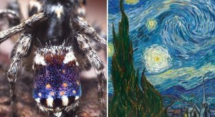 В Австралии найден новый вид паука-скакуна, напоминающий шедевр Ван Гога (8 фото + 1 видео)