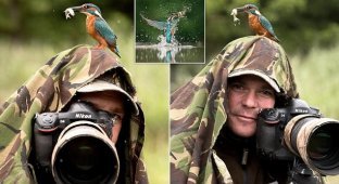 Уникальный кадр дикой природы: бесстрашный зимородок позирует с добычей на голове фотографа (10 фото)