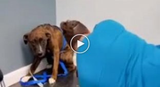 Ветеринар который смог договориться с собакой