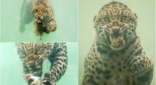 Редкие кадры: ягуар ныряет в воду за едой (5 фото)